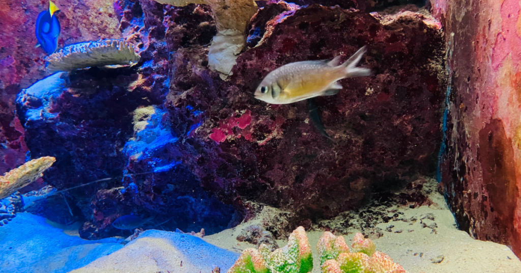 ちゅらうみ水族館の写真