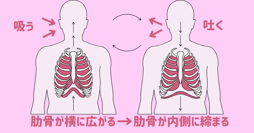 吸う吐くの図解